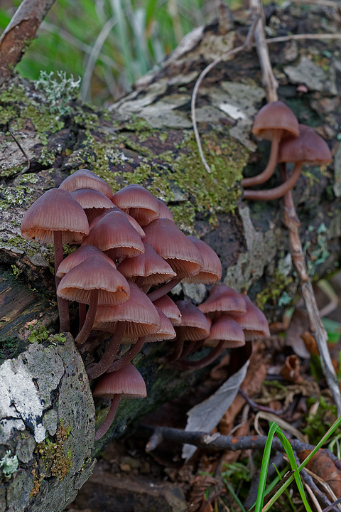 Funghi, mushroom, fungi, fungus, val d'Aveto, Nature photography, macrofotografia, fotografia naturalistica, close-up, mushrooms, val graveglia